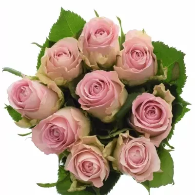 Kytice 9 růžových růží BISOU 60cm 