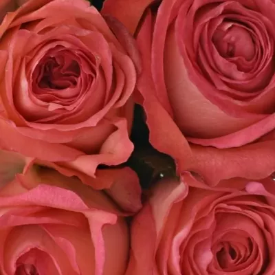 Kytice 9 růžových růží BRENDT 50cm