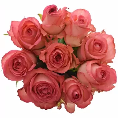 Kytice 9 růžových růží BRENDT 50cm