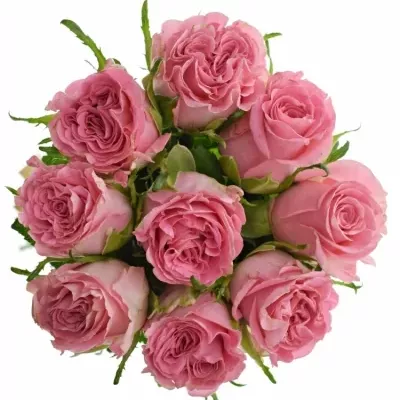 Kytice 9 růžových růží CANDACY+ 50cm