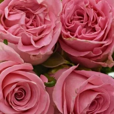 Kytice 9 růžových růží CANDACY+