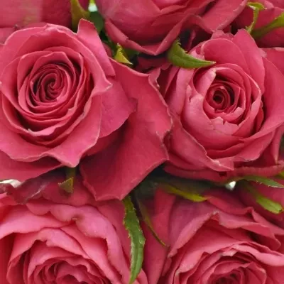 Kytice 9 růžových růží CANDIDATE!