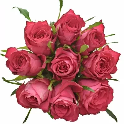 Kytice 9 růžových růží CANDIDATE! 90cm