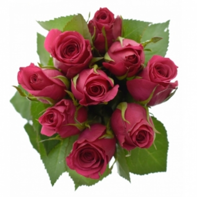 Kytice 9 růžových růží CERISE SUCCESS 40 cm