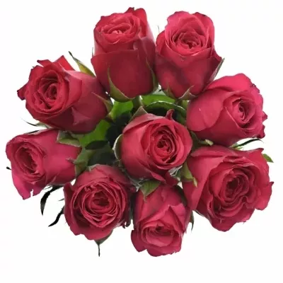 Kytice 9 růžových růží CHERRY O! 60cm