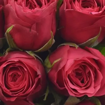 Kytice 9 růžových růží CHERRY O!