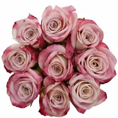 Kytice 9 růžových růží CLASSY ALISON