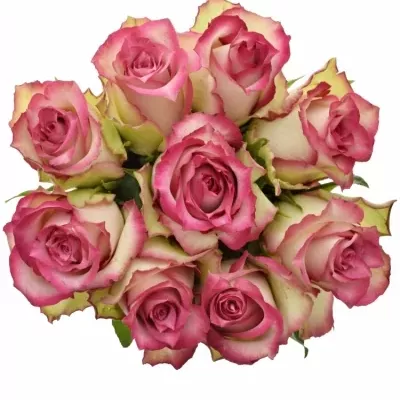 Kytice 9 růžových růží E-VENT 50cm