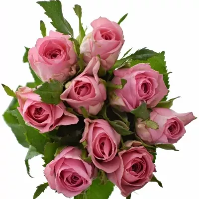 Kytice 9 růžových růží ELIZA 50cm