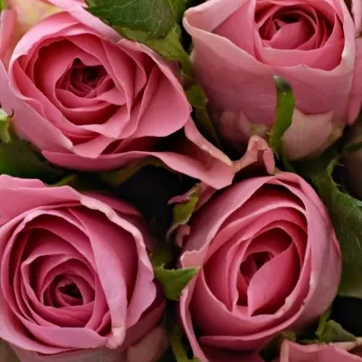 Kytice 9 růžových růží ELIZA 50cm
