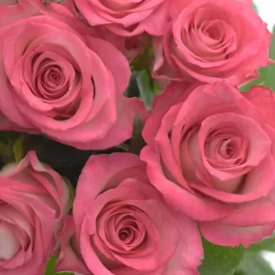 Kytice 9 růžových růží ENSEMBLE 50cm 