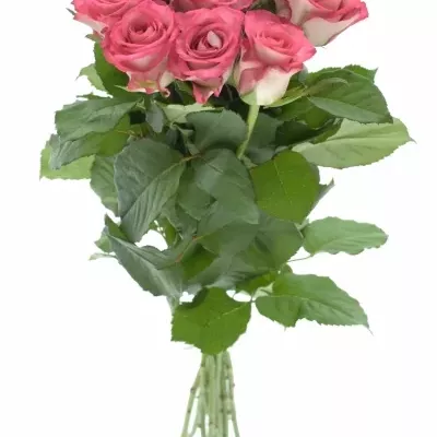 Kytice 9 růžových růží ENSEMBLE 50cm 