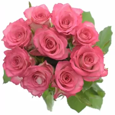 Kytice 9 růžových růží ENSEMBLE 60cm 