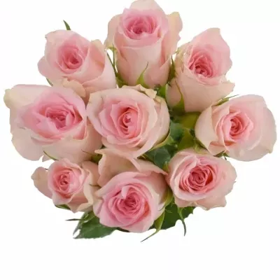 Kytice 9 růžových růží FLAMINGO 60 cm