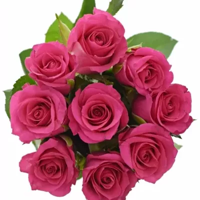 Kytice 9 růžových růží FRISBEE 45cm