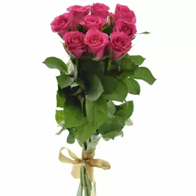 Kytice 9 růžových růží FRISBEE 40cm