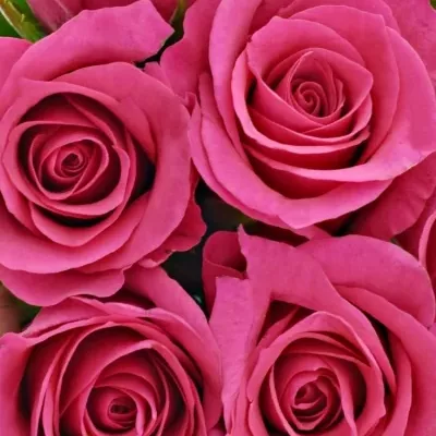 Kytice 9 růžových růží FRISBEE 40cm