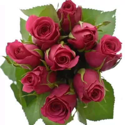 Kytice 9 růžových růží FUCHSIANA 60cm 