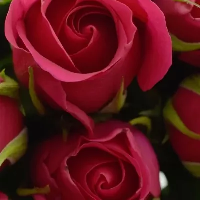 Kytice 9 růžových růží FUCHSIANA