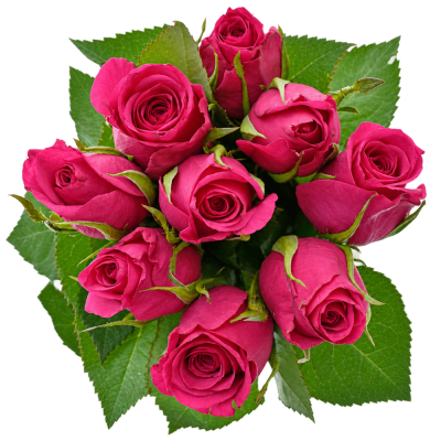 Kytice 9 růžových růží FUCHSIANA 40 cm