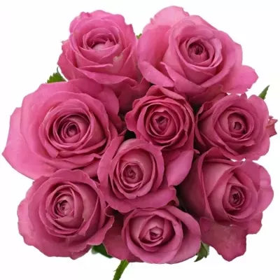 Kytice 9 růžových růží H3O 70cm