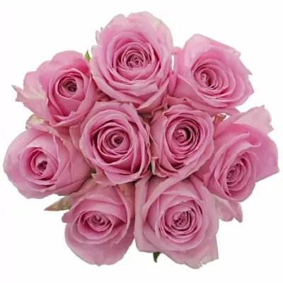 Kytice 9 růžových růží HEIDI! 55cm