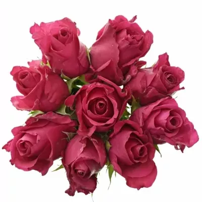 Kytice 9 růžových růží ISADORA 60cm