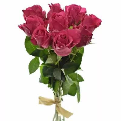 Kytice 9 růžových růží ISADORA 40cm