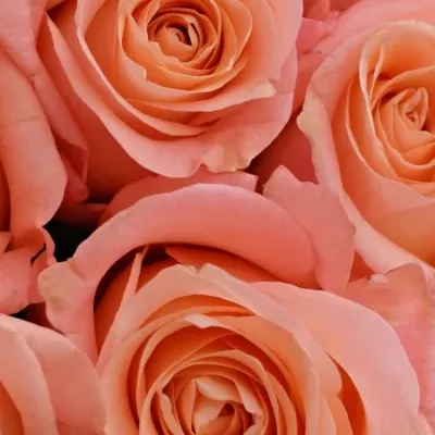Kytice 9 růžových růží LADY MARGERAT 50 cm