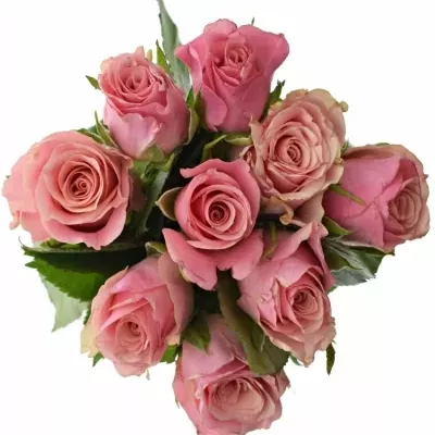 Kytice 9 růžových růží LIGHT PINK TACAZZI+ 40cm