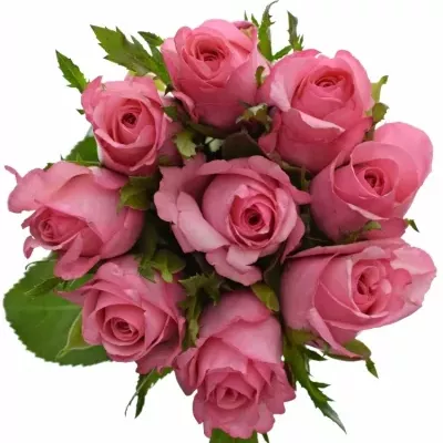 Kytice 9 růžových růží LOVELY JUBILEE 80cm