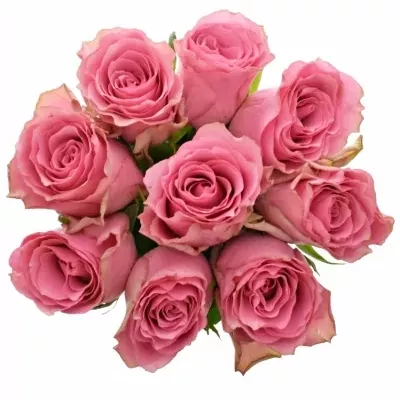 Kytice 9 růžových růží LOVELY RHODOS