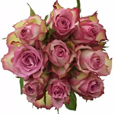 Kytice 9 růžových růží MELINA 50cm 