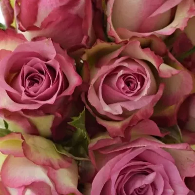 Kytice 9 růžových růží MELINA 40cm 