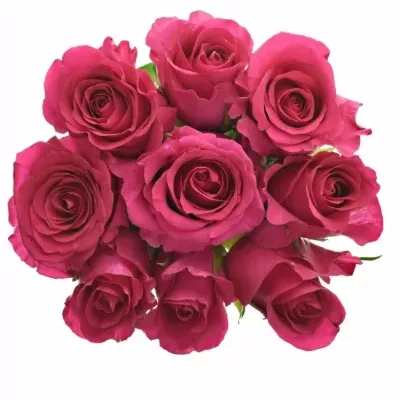 Kytice 9 růžových růží MEMORY 45 cm