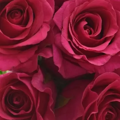 Kytice 9 růžových růží MEMORY