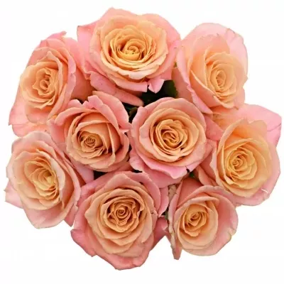 Jednodruhová kytice 9 růžových růží MISS PIGGY 80 cm