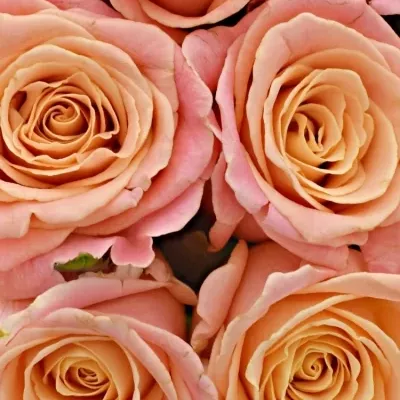 Kytice 9 růžových růží MISS PIGGY