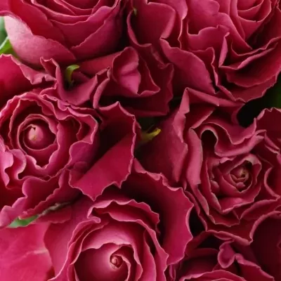 Kytice 9 růžových růží MOVIE STAR 40cm