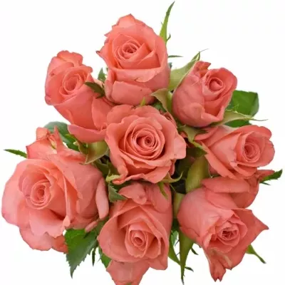 Kytice 9 růžových růží NANCY 40cm