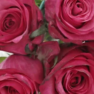 Kytice 9 růžových růží NATURES WILD