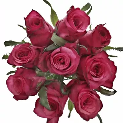 Kytice 9 růžových růží NATURES WILD 45cm