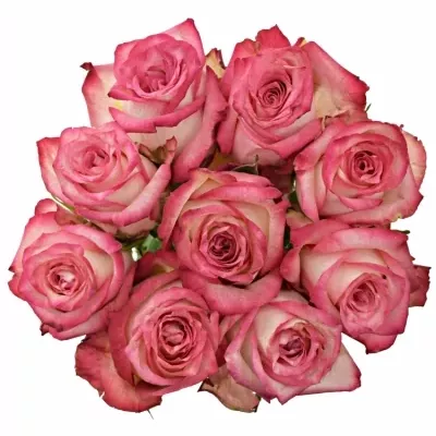 Kytice 9 růžových růží NAVARRA 70cm