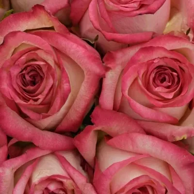 Kytice 9 růžových růží NAVARRA 40cm