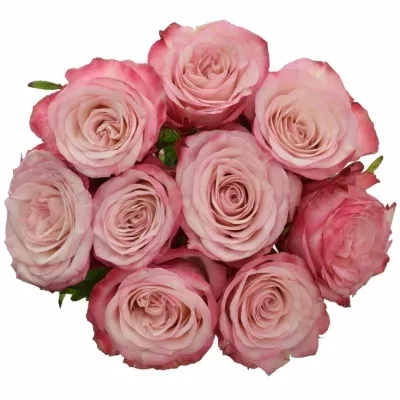Kytice 9 růžových růží NO LIMIT 50cm