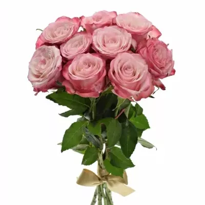 Kytice 9 růžových růží NO LIMIT 40cm