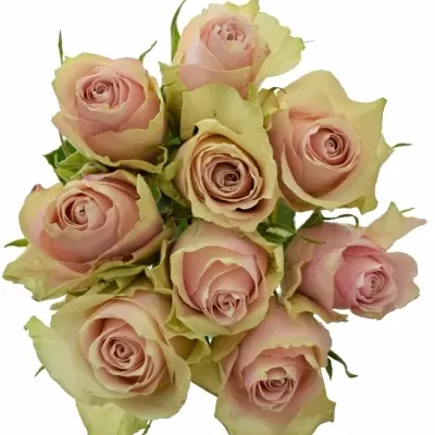 Kytice 9 růžových růží PINK ATHENA 80cm