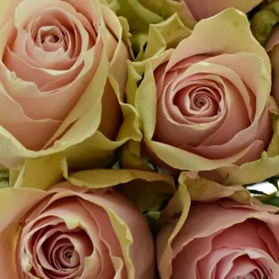 Kytice 9 růžových růží PINK ATHENA 40cm