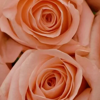 Kytice 9 růžových růží PINK PANASH 50cm