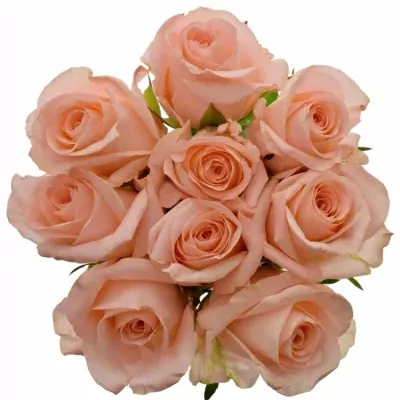 Kytice 9 růžových růží PINK PANASH 60cm